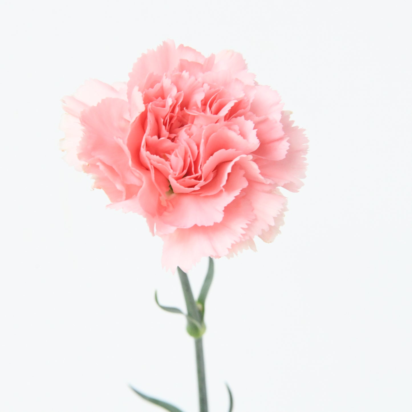 Happy Mom's Day | One stalk Pink Carnation Flower |  $8.80 Nett ( ONLY available 9 and 10 MAY)