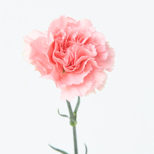 Happy Mom's Day | One stalk Pink Carnation Flower |  $8.80 Nett ( ONLY available 9 and 10 MAY)