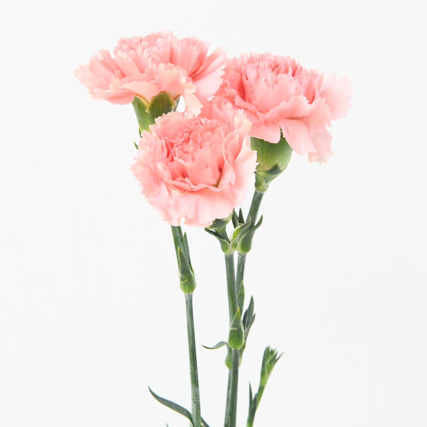 Happy Mom's Day | One stalk Pink Carnation Flower |  $8.80 Nett ( ONLY available 9 and 10 MAY)