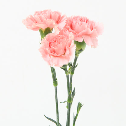 Happy Mom's Day | One stalk Pink Carnation Flower |  $8.80 Nett ( ONLY available 9 and 10 MAY)